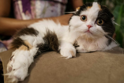 How to Choose the Perfect Cat Tree for Your Feline Friend