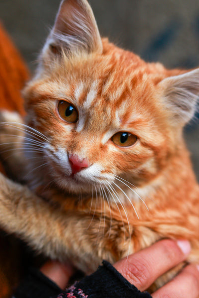 Top 5 Must-Have Cat Accessories in 2025
