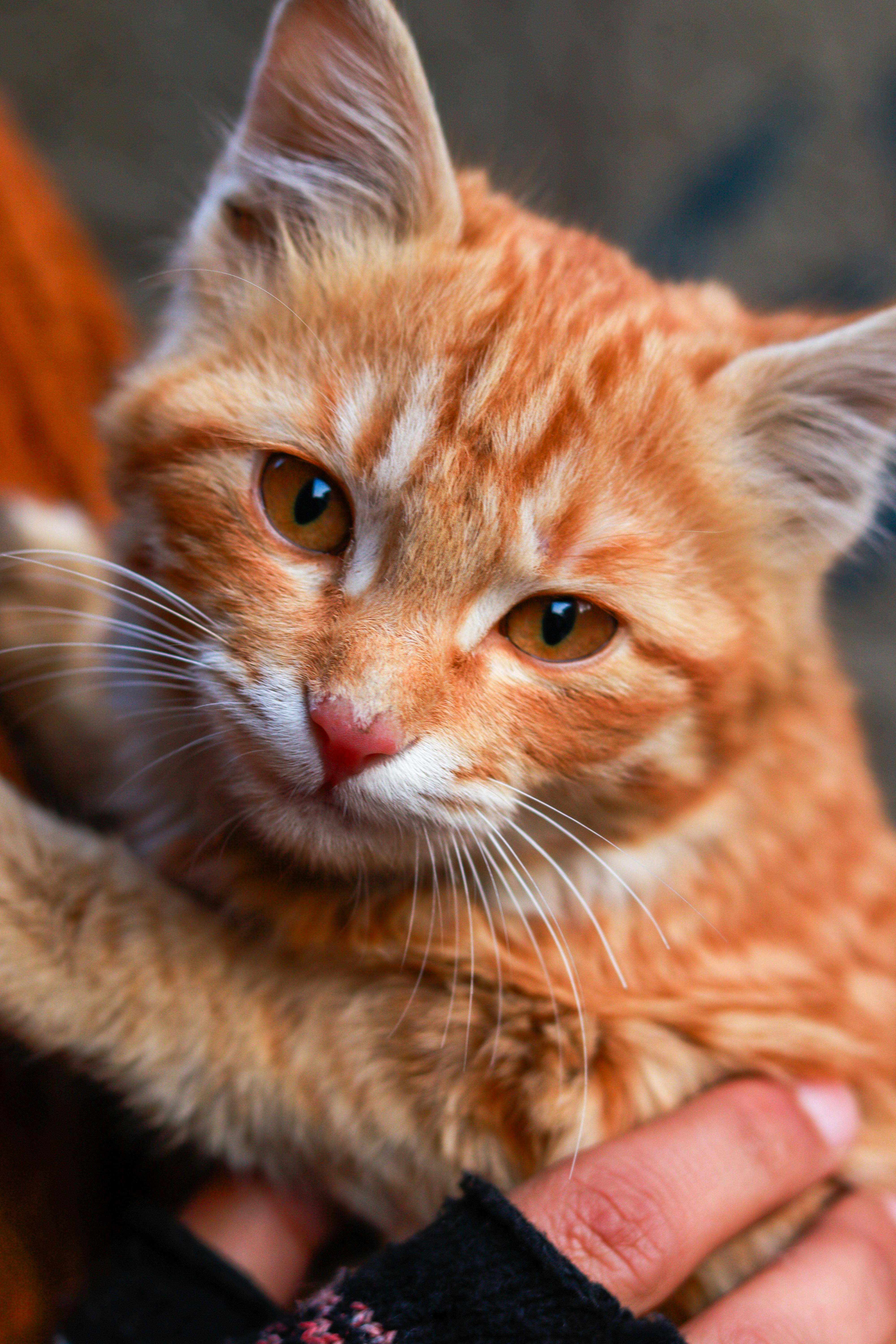 Top 5 Must-Have Cat Accessories in 2025