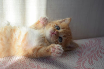 The Benefits of Sisal: Why Your Cat Needs a Scratching Post