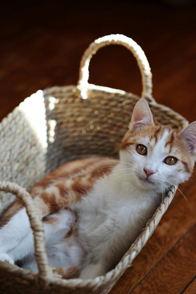 How to Create the Ultimate Cat-Friendly Home