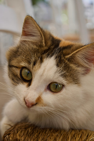 Why Elevated Cat Beds Are a Game-Changer for Your Cat’s Comfort