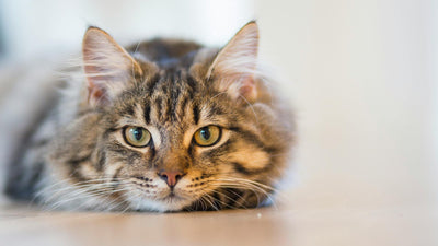 Modern Cat Furniture That Complements Your Home Decor